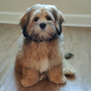 Meet your Posher, Lisette